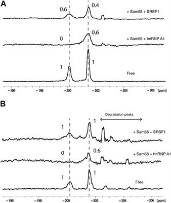 2′-19F labelling of ribose in RNAs: a tool to analyse RNA/protein interactions by NMR in physiological conditions